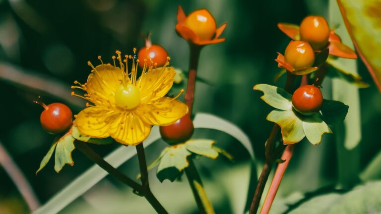 St. John’s Wort for Depression: What the Research Actually Says