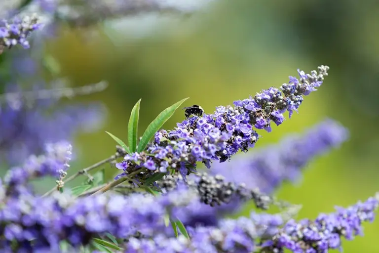 Vitex (Chaste Tree Berry): The Herb for Hormonal Balance After 30
