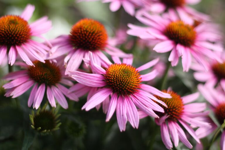 Build a Stronger Immune System Naturally: The Complete Herbal Strategy