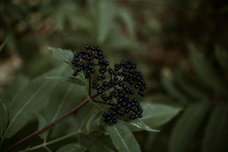 Elderberry: What It Actually Does for Your Immune System